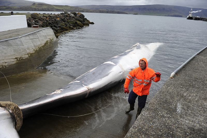 Iceland Resumes Fin Whale Hunting, But Killing Needs To Be Faster ...