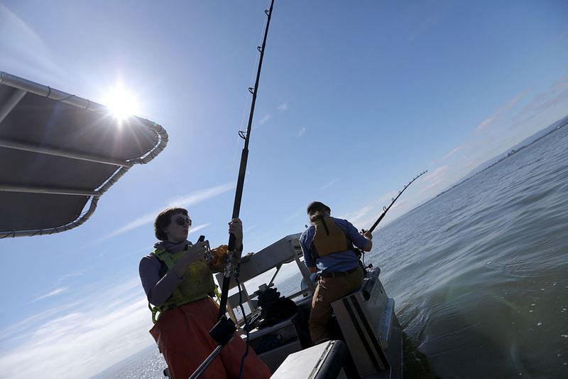 In San Francisco Bay, ecologists work to protect sevengill sharks ...