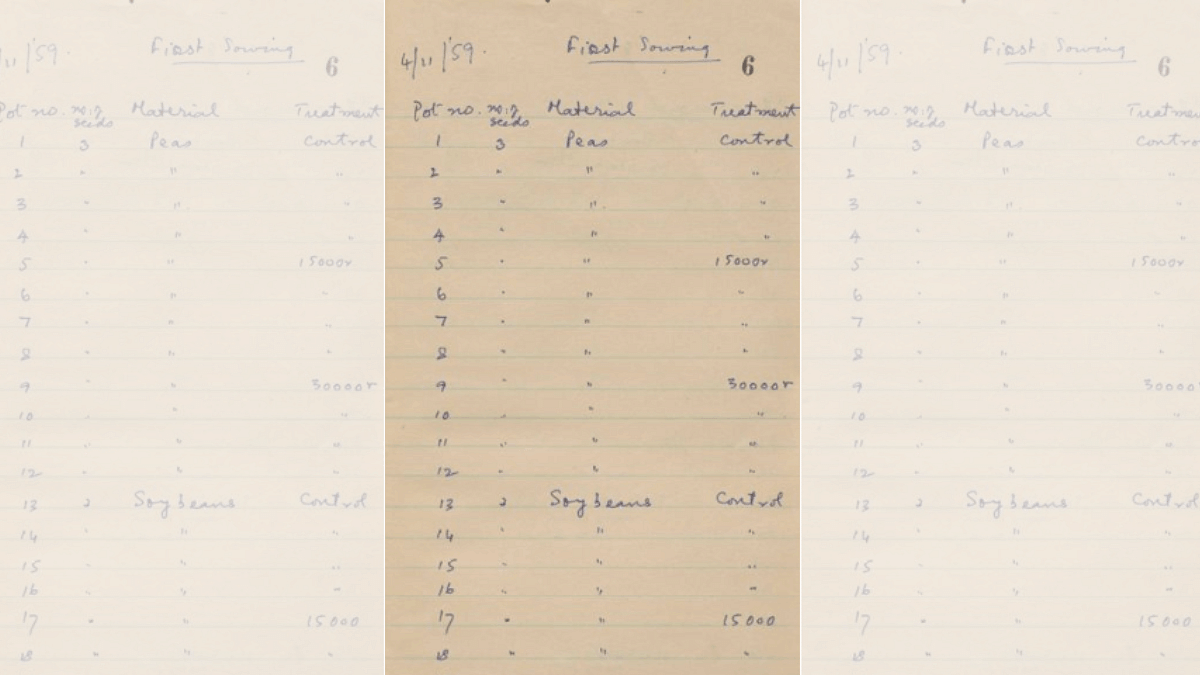 The same notebook has handwritten records of  irradiation experiments on tomatoes, snapdragon and rose varieties from November 1959 | Laboratory Notebook, Indian Agricultural Research Institute, 1960 (MS-007-1-1-1-1) | From Archives at NCBS