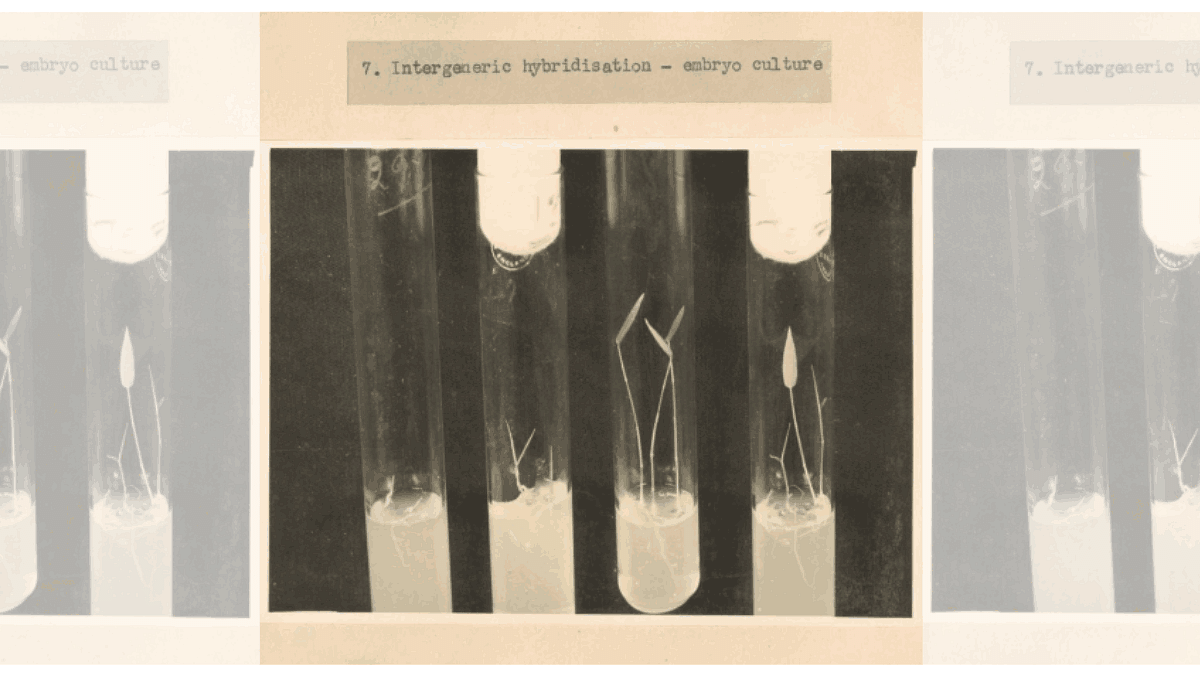 Hybridised embryo cultures in test tubes | M.S. Swaminathan and the Hunger Project,Global Board of Directors Meeting at the International Rice Research Institute, Los Banos, Laguna, Philippines, 1987 (MS-007-6-2-25-2) | From Archives at NCBS