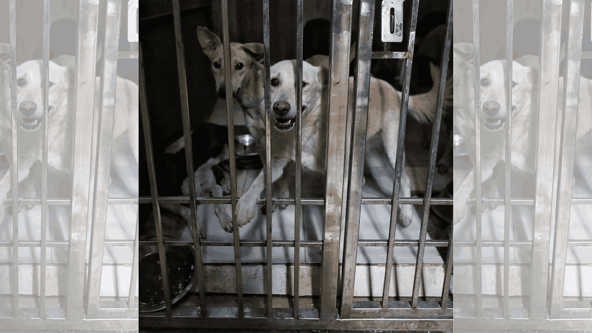 Dogs picked from places such as Pragati Maidan, Pusa Road are kept at LNJP animal centre in Jal Vihar, New Delhi | Manisha Mondal | ThePrint