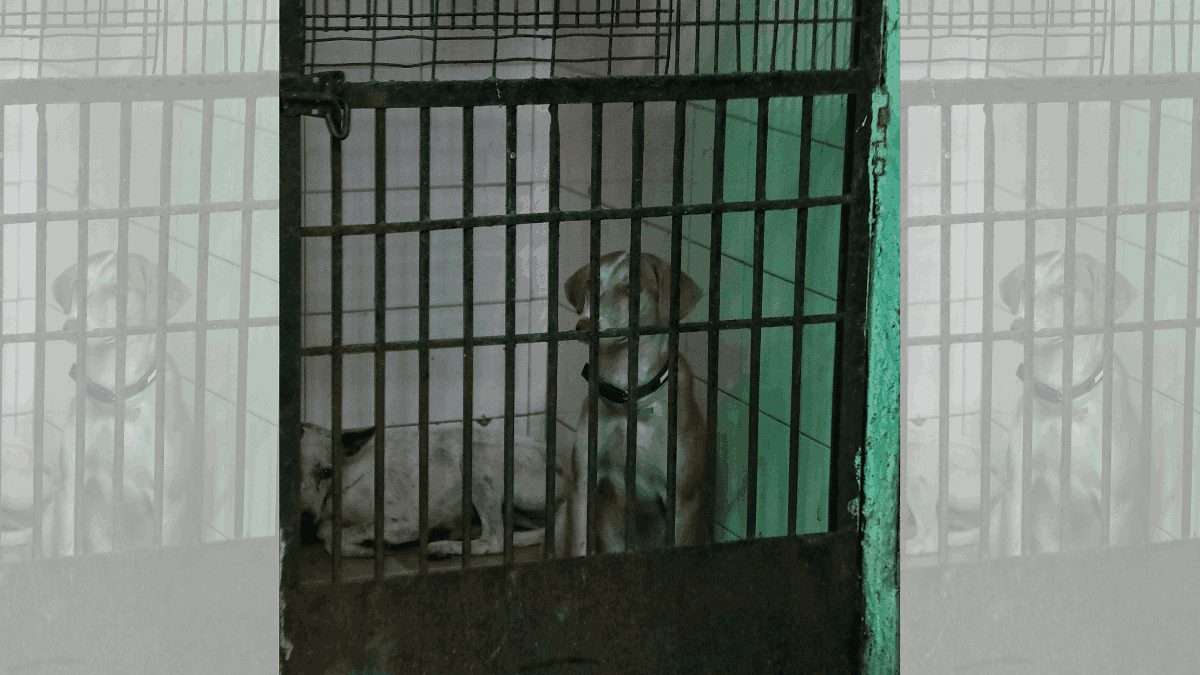 Dogs picked from places like Pragati Maidan, Rajghat are kept at LNJP animal centre in Jal Vihar, New Delhi | Manisha Mondal | ThePrint