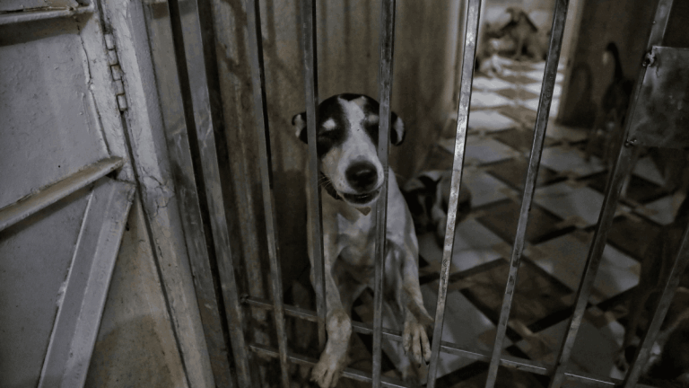 MCD drive to catch stray dogs ahead of G20 enrages activists. ‘Shoved in vans, nooses around necks’