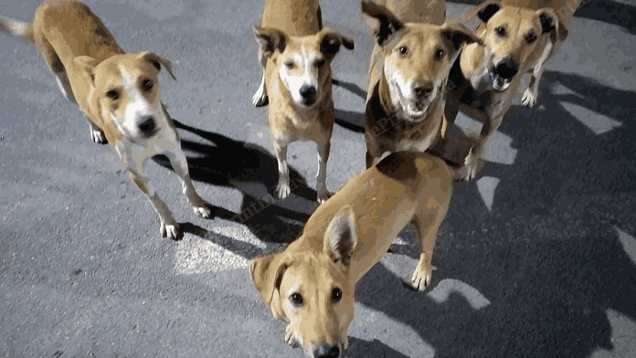 File photo of stray dogs in New Delhi | Praveen Jain | ThePrint