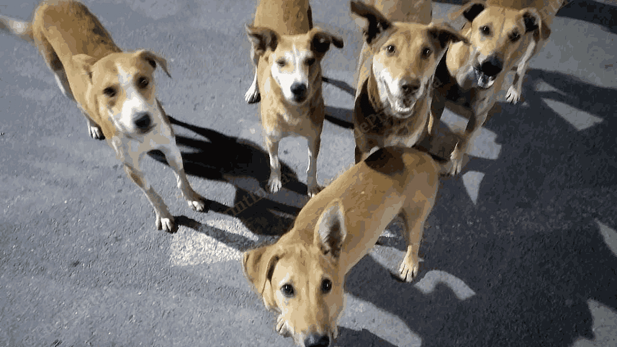 Street Dog Feeding  Stray Dog Feeding - POV