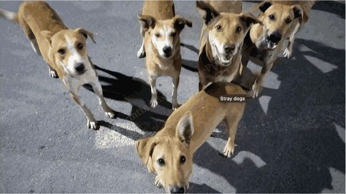 File photo of stray dogs | Praveen Jain | ThePrint