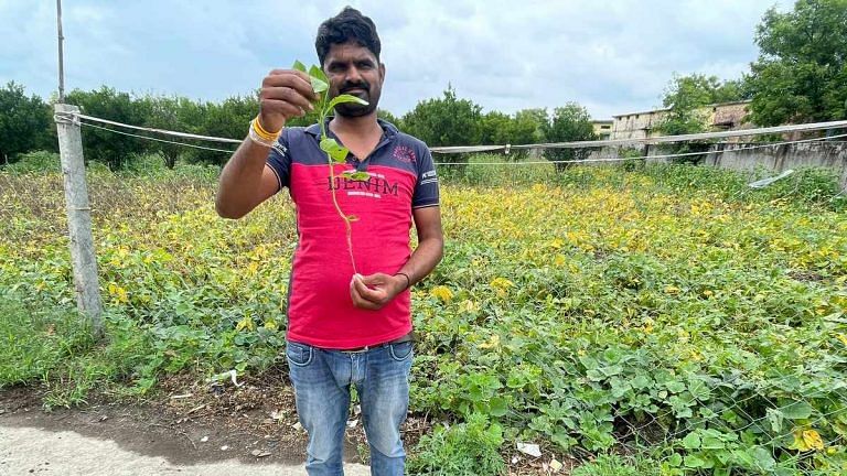 Ashwagandha is the new gold rush for Indian farmers. King of Ayurveda is on global wishlist
