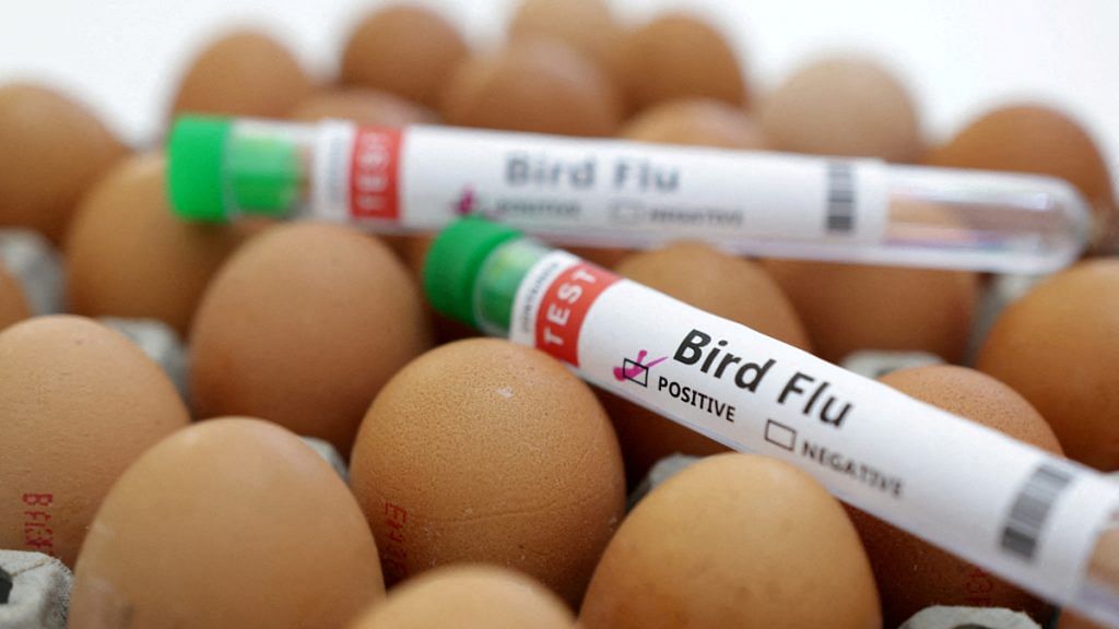 Test tubes labelled "Bird Flu" and eggs are seen in this picture illustration | Reuters file photo