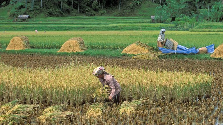 Can we grow crops without chemical fertilisers? Dormant plant traits could be the answer