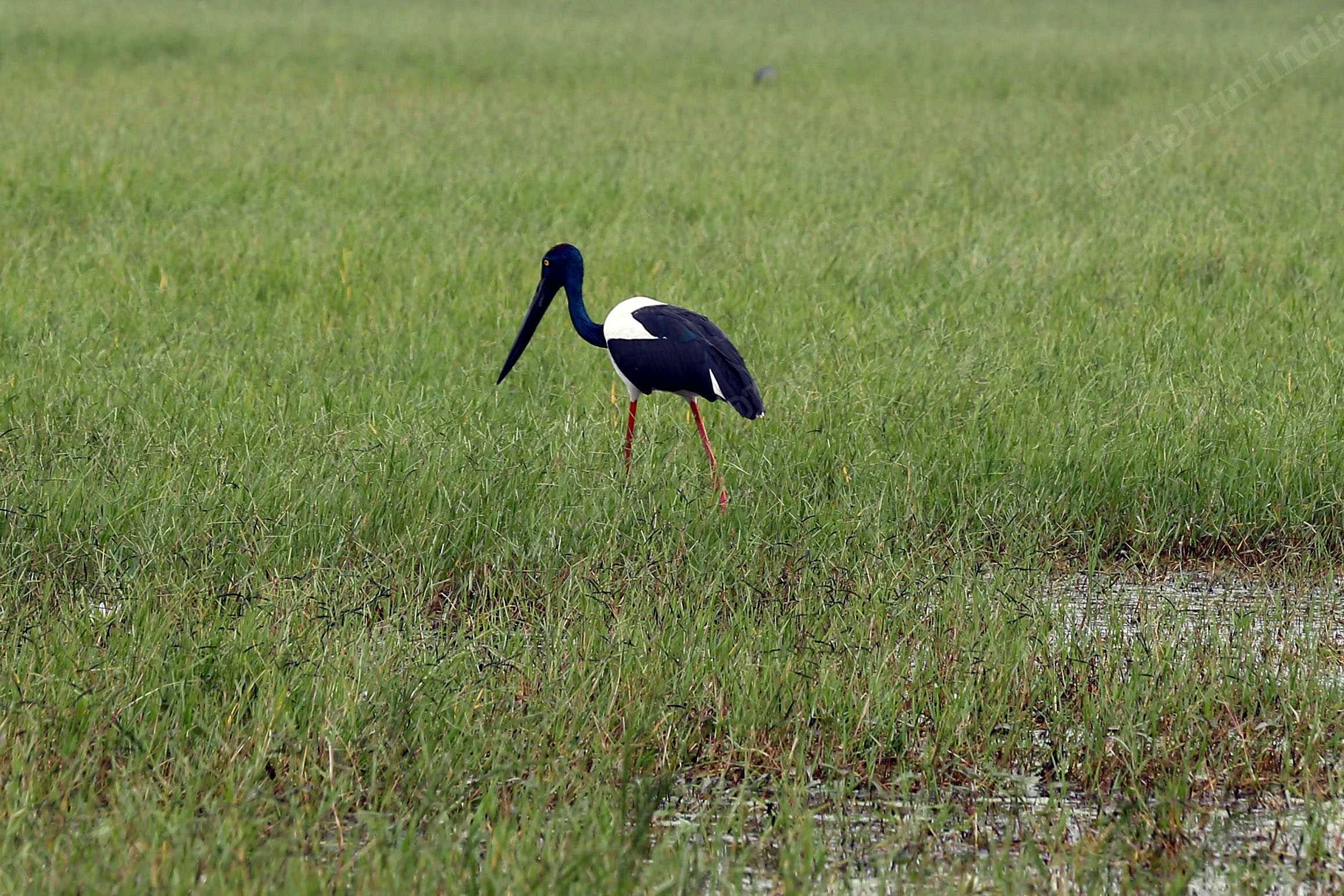 A black-necked stork looking for its prey in a field in Dhanauri wetlands | Suraj Singh Bisht | ThePrint