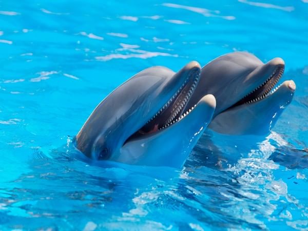 Over 100 dolphins dead in Amazon as it hits record-high temperature 