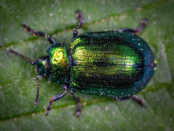 Pheromones impact fake behaviour in beetles: Study