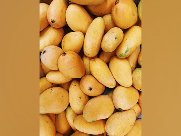 Indian mango exports reach new heights, surging 19 per cent to USA in 2023-24