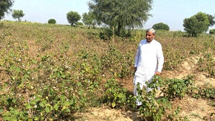 Haryana agriculture and farmers’ welfare minister J.P. Dalal in a withered cotton field | Photo: X/@JPDALALBJP