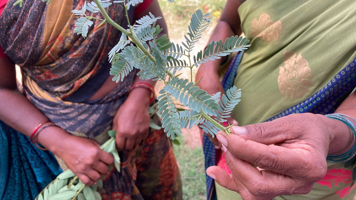 One of the survivors holds up a stem from the thorny bushes that grow on the foothills | Vandana Menon | ThePrint