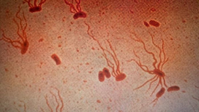 Salmonella enterica serovar Typhi (S. Typhi) strain | Commons