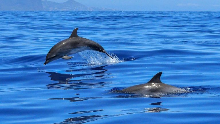 Russia deploys ‘dolphin fleet’ to northern Crimea to fend off Ukraine’s naval divers