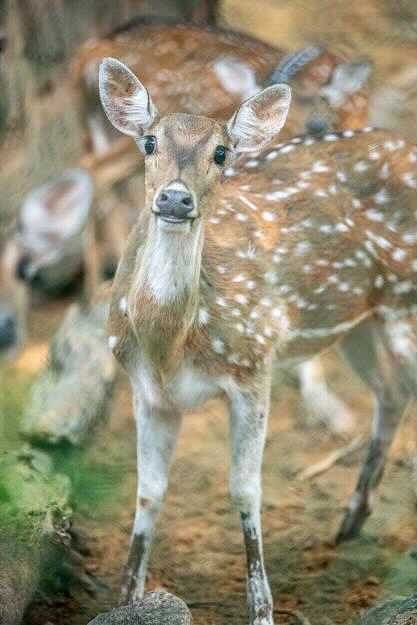 The park houses around 500 spotted deer, or chital, as per the latest survey. But this number is disputed. | By special arrangement 