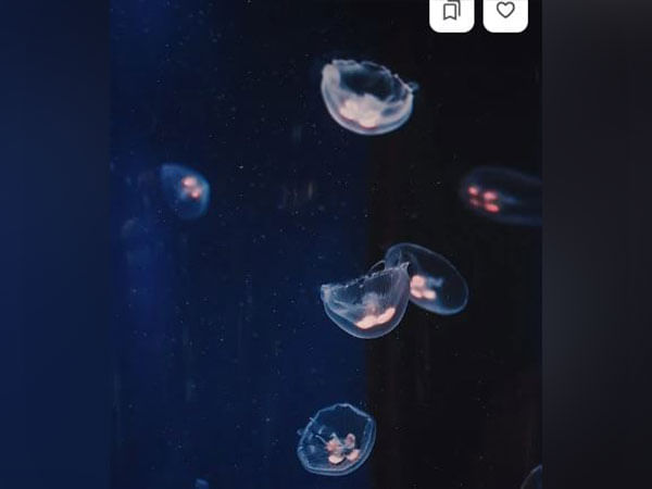 Researchers examine changes in coral microbiome under hypoxia