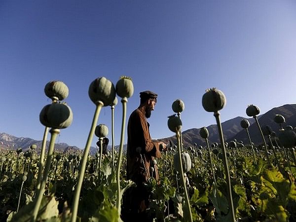 Opium cultivation, production in Afghanistan decreased by 95 pc: UN Report