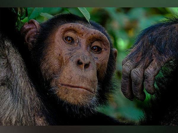 Fishing chimps found to enjoy termites as a seasonal delicacy