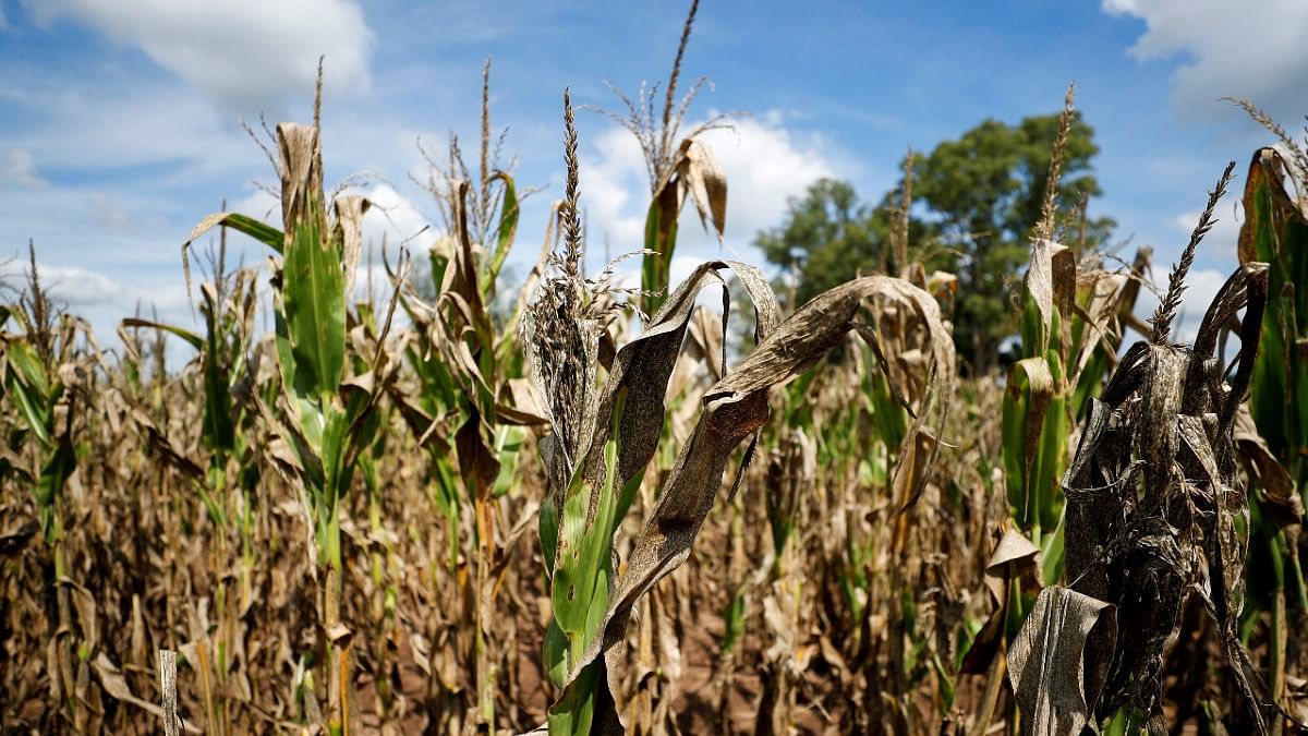 Corn plants affected by long drought in a farm on outskirts of Buenos Aires | Reuters/Agustin Marcarian