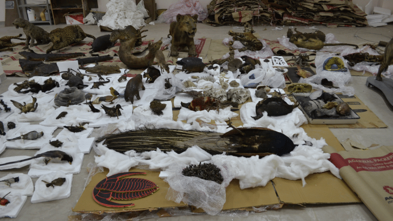 A scientist rescuing Delhi museum species from bugs & blight. They’ll survive for next 200 yrs