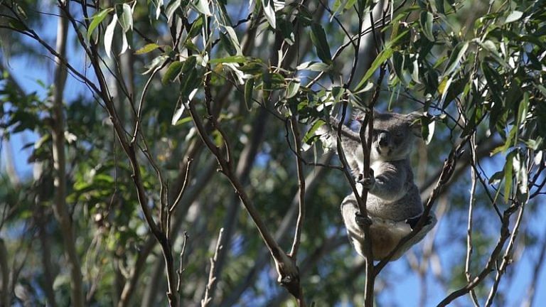 Planting ‘koala corridors’ to save Australia’s endangered marsupial