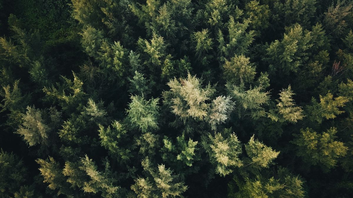 How much does your tree weigh? The answer is in space