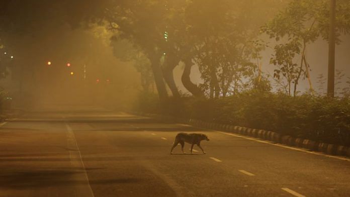 A dog crosses a road on a smoggy morning in New Delhi, on 13 Nov 2023 | Reuters