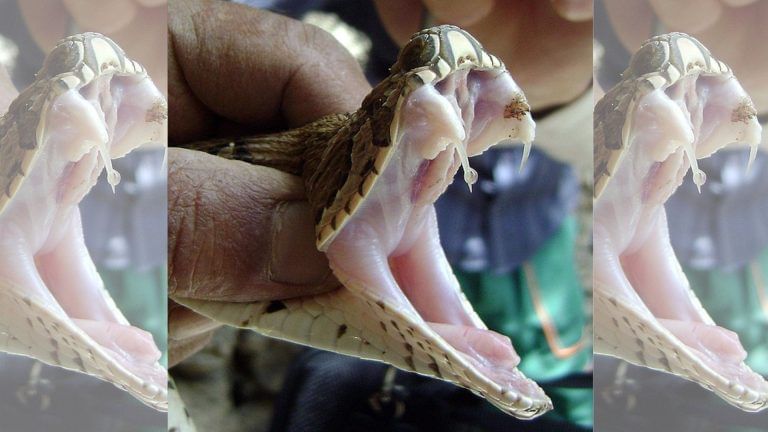 How to tackle India’s snakebite problem — go beyond ‘big 4’, overhaul 100-year-old protocol