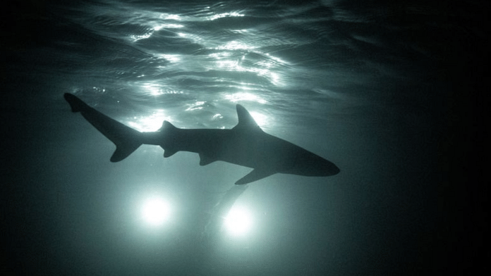 Representational image of sharks | Reuters