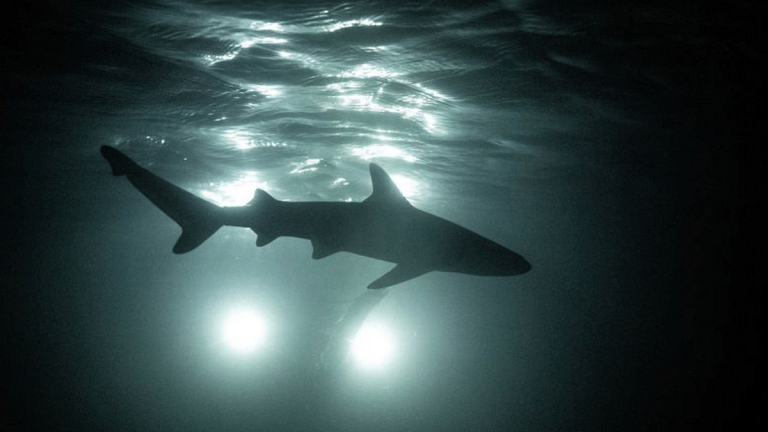 What’s common to sharks & humans? We both know what’s bitter, show taste receptor findings in fish
