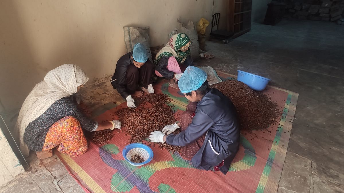 A group of four women of Hanuman SHG cleaning the dried Mohuas for fermentation | Iram Siddique, ThePrint