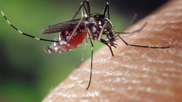 Don’t scratch mosquito bites. Here is how to deal with itching, redness