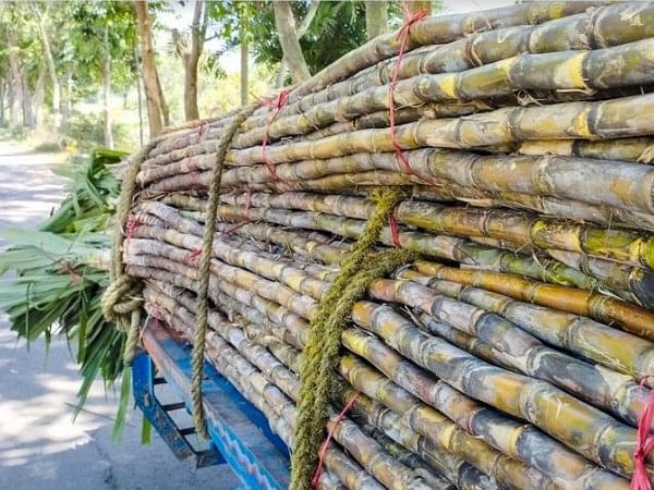 Curb on cane juice for ethanol may reduce blending but boost sugar production: Crisil