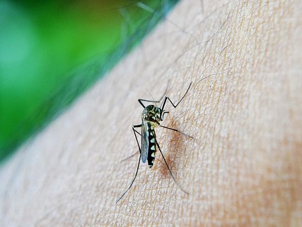Study: Hotter weather due to climate change may lead to more mosquitoes