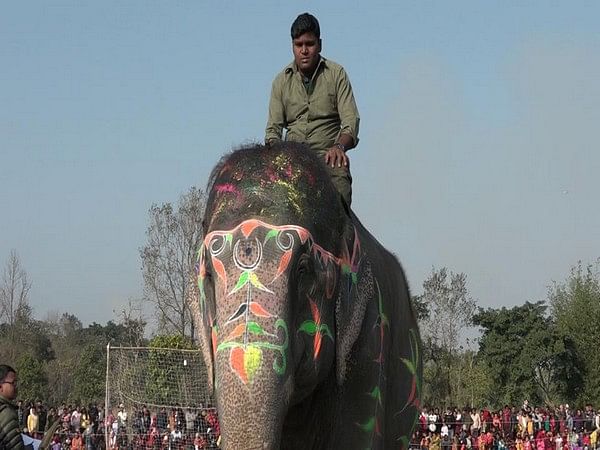It's beauty pageant for elephants in Nepal!