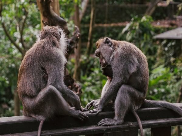 Apes can recognize friends they haven't seen in decades: Study