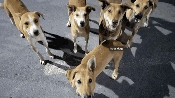 File photo of stray dogs | Photo: Praveen Jain/ThePrint