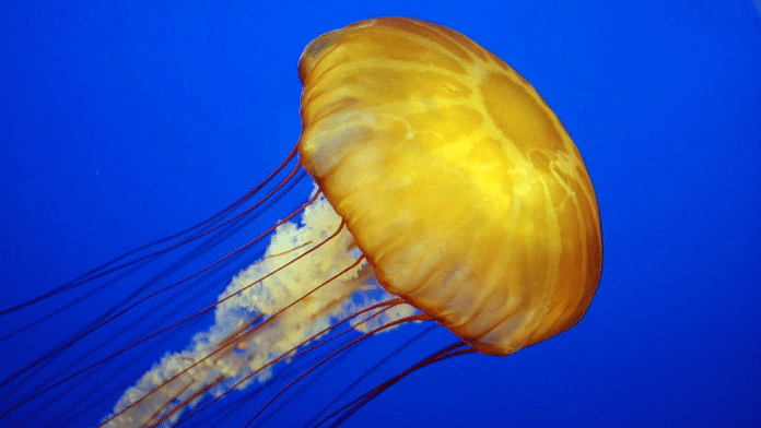 The jellyfish’s regenerative qualities have for long fascinated biologists | Commons