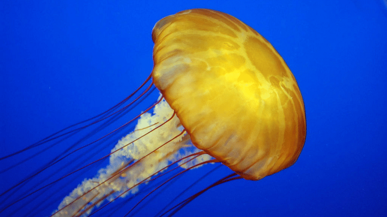 How do jellyfish regrow their limbs in 3 days? Tokyo scientists have an answer