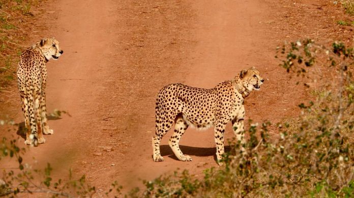 Two male Cheetahs Agni and Vayu released by the forest department in the Ahera tourism zone of Kuno National Park | ThePrint Photo | Madhya Pradesh Forest Department