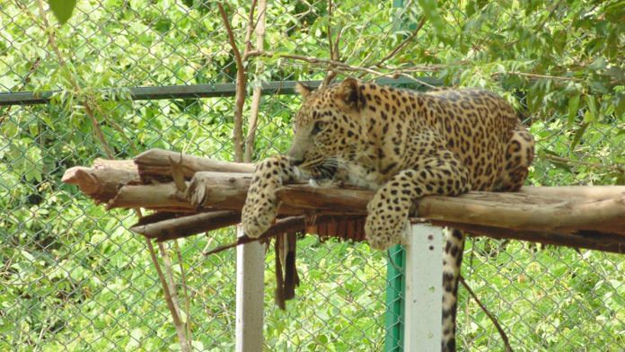 A leopard in Nandankanan zoo in Odisha | Representational image | Commons