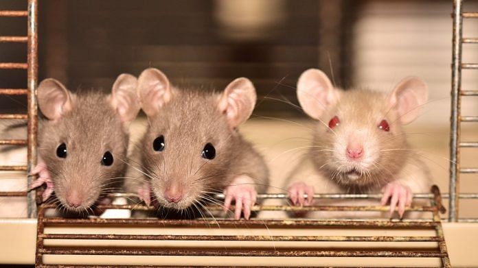 Representational image of rats | Photo via Needpix