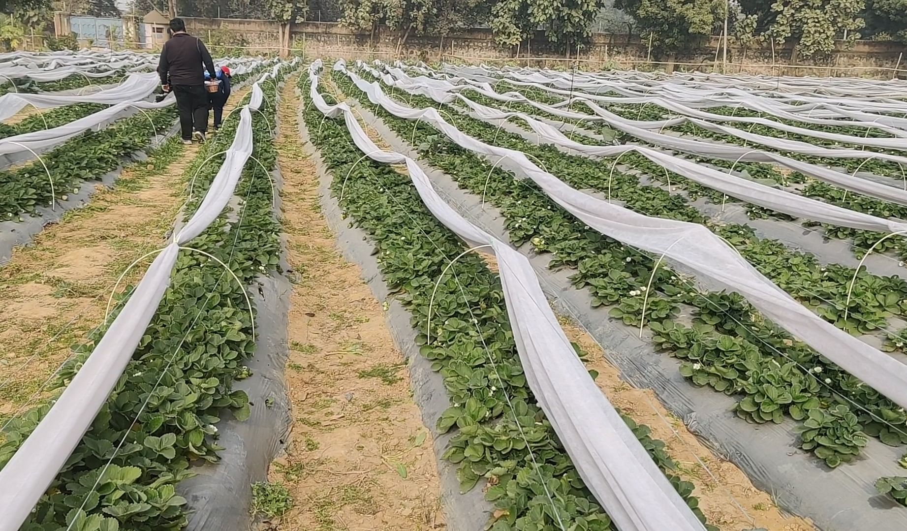 Rows of strawberry saplings at Saraf farms | Tina Das, ThePrint