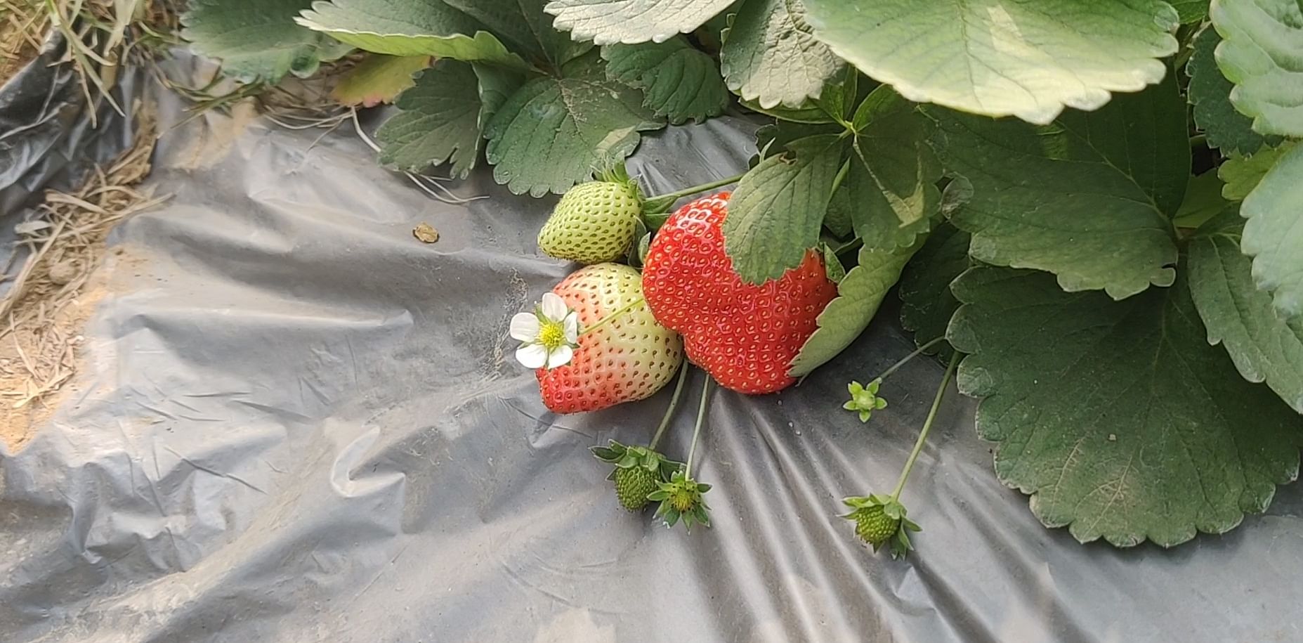 The organic strawberries at Saraf farms | Tina Das, ThePrint