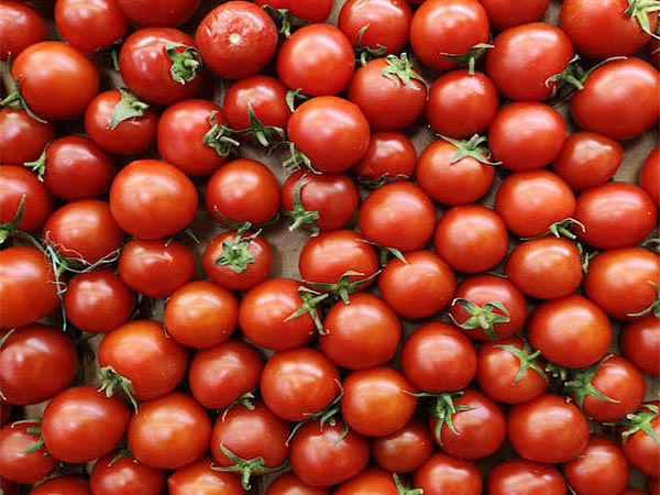 Tomato plants use their roots to ration water during drought: Study