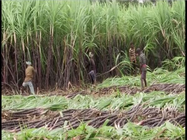 India imposes 50pc export duty on sugar-derivative molasses