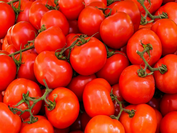 Tomato juice has antibacterial properties that can kill salmonella: Study